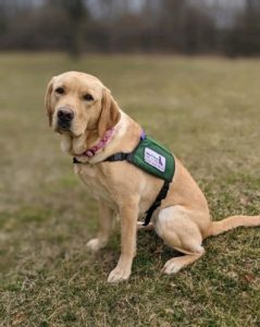 Carbondale Area Elementary Facility Dog